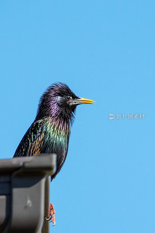 普通椋鸟(Sturnus vulgaris)